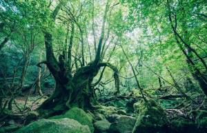 Το αρχαίο κεδρόδασος της Ιαπωνίας βγαλμένο από παραμύθι