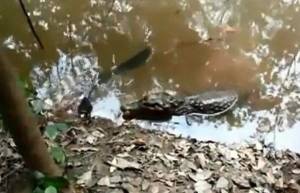 Ο επώδυνος αιφνιδιασμός ενός αλιγάτορα (video)