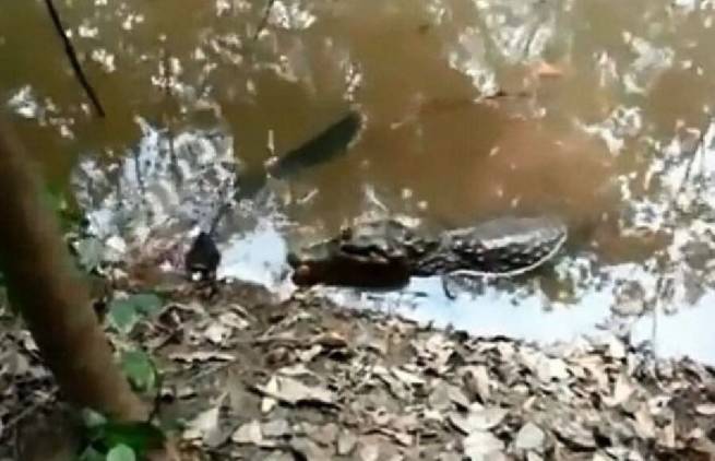 Ο επώδυνος αιφνιδιασμός ενός αλιγάτορα (video)