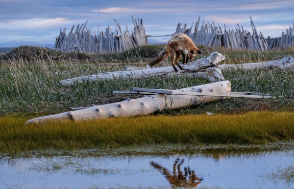 Οι βραβευμένες φωτογραφίες του «British Ecological Society»