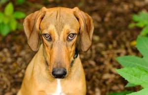 Αυτό το «ένοχο» βλέμμα του σκύλου σας δεν είναι στην πραγματικότητα ενοχή, είναι Φόβος!