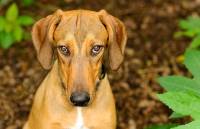 Αυτό το «ένοχο» βλέμμα του σκύλου σας δεν είναι στην πραγματικότητα ενοχή, είναι Φόβος!