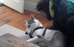 Blaze, το Husky που λέει όχι!