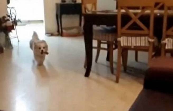 Τι συνέβη όταν ο Snoopy πίστεψε πως θα &quot;πετάξει&quot; (video)