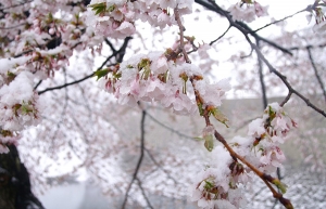 Χιονισμένες οι ανθισμένες κερασιές της Ιαπωνίας