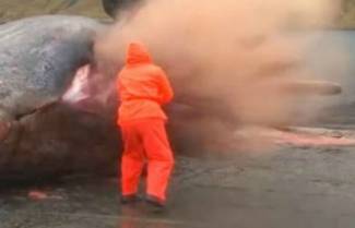 Ασυνήθιστο video: H απίστευτη έκρηξη μιας φάλαινας!