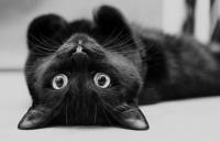 Γάτα χρώματος μαύρου...