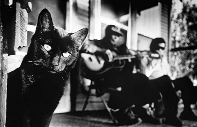«Μαύρες σπιτίσιες γάτες»