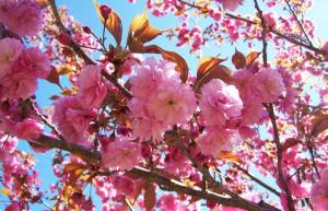 Hanami: Οι κερασιές φέρνουν την άνοιξη στην Ιαπωνία