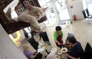 10 παράξενα θεματικά cafes ανά τον κόσμο