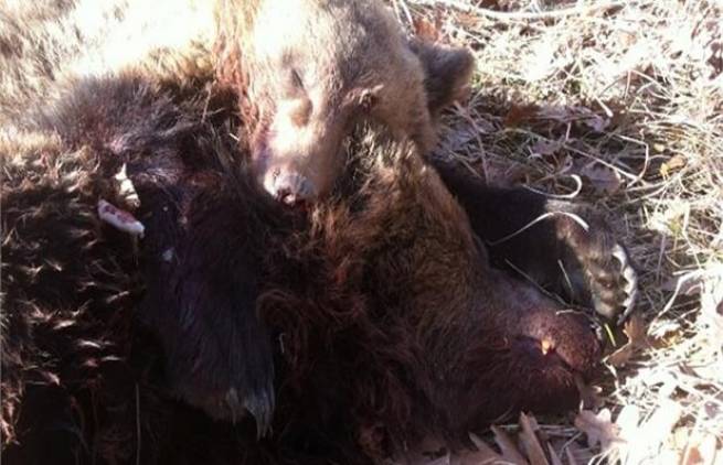 Πυροβόλησαν και σκότωσαν μια αρκούδα και το αρκουδάκι της!