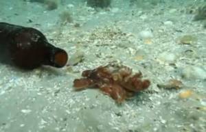 Χταπόδι ζει σε μπουκάλι...μπύρας!!! (video)