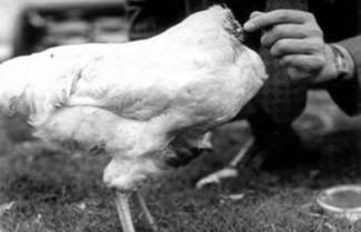 Η απίστευτη ιστορία του… ακέφαλου κοτόπουλου!