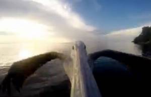 Bίντεο με μία GoPro στο ράμφος ενός πελεκάνου!(video)