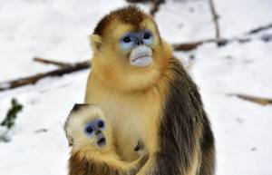 Οι χρυσοί πίθηκοι της Κίνας με τα μπλε πρόσωπα