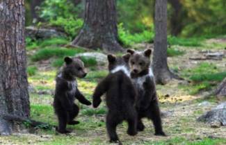 Αρκουδάκια παίζουν «γύρω-γύρω όλοι»