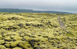Τα εντυπωσιακά λιβάδια βρύων της Ισλανδίας
