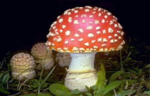 Amanita muscaria