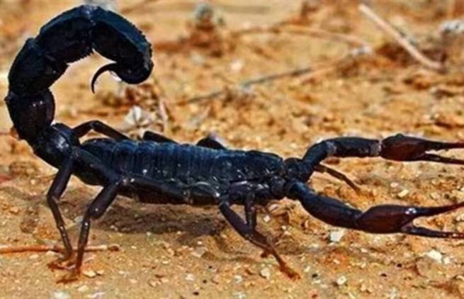 20 ζώα που σκοτώνουν περίπου 2.000.000 ανθρώπους ετησίως