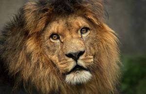 Αμβρόσιος Μπιρς - Το λιοντάρι και ο κροταλίας