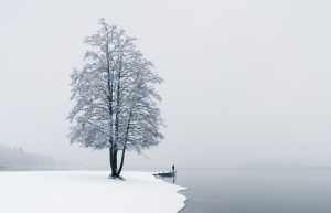 Δέντρα μέσα στο χιόνι