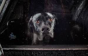 «The Silence of Dogs in Cars»