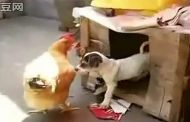 &quot;Απόπειρα βιασμού&quot; κότας από σκύλο! (video)