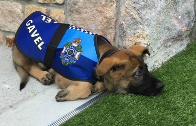 Αστυνομικός σκύλος απολύθηκε γιατί ήταν πολύ… παιχνιδιάρης