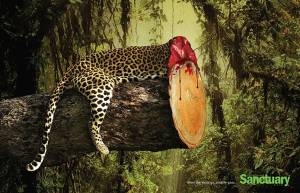 “When the wood go, wildlife goes”