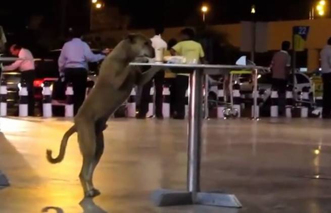 Όταν τα ζώα κλέβουν φαγητό... (video)