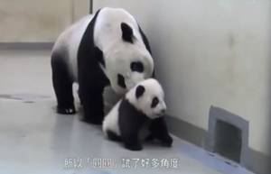 Μικρό panda, αρνείται να πάει για ύπνο! (epic cute video)