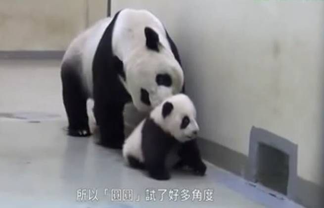 Μικρό panda, αρνείται να πάει για ύπνο! (epic cute video)