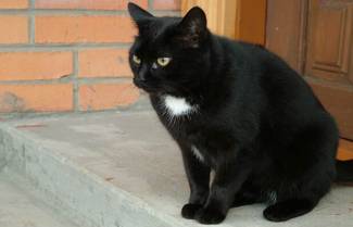 Η τελευταία μαύρη γάτα...