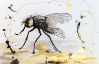 Τζέημς Θέρμπερ, «Η αρκετά ευφυής μύγα»