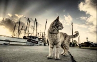 Νίκος Καββαδίας - «Oι Γάτες των Φορτηγών»
