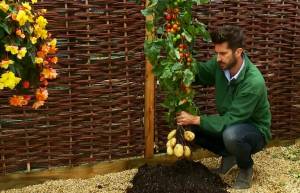Φυτό παράγει ντομάτες και πατάτες μαζί! (video)
