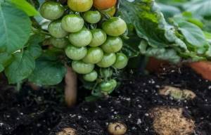 Ένα φυτό - δύο καρποί: TomTato ή αλλιώς...ντοματοπατατιά (video)