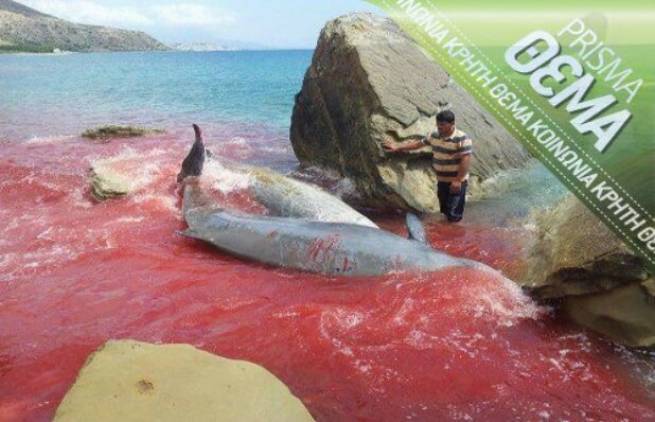 Τραγωδία με δελφίνια στις ακτές της Κρήτης