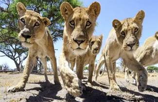 Mια Nikon συναντά άγρια λιοντάρια (video)