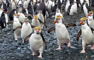Ο παράδεισος των πιγκουίνων