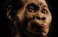 Homo Naledi: Ανακαλύφθηκε ο νέος συγγενής του ανθρώπου